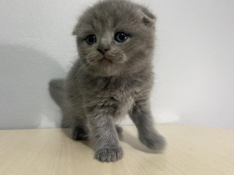 Scottish fold kül rengi yavru kedi