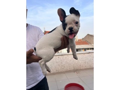 French bulldog yavrularımız ırk garantilidir