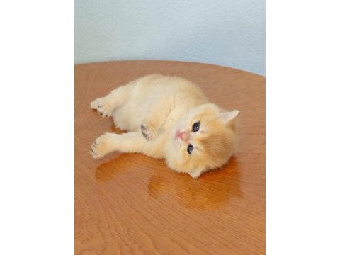 British shorthair golden dişi yavrular
