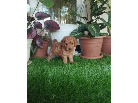 Poodle yavru