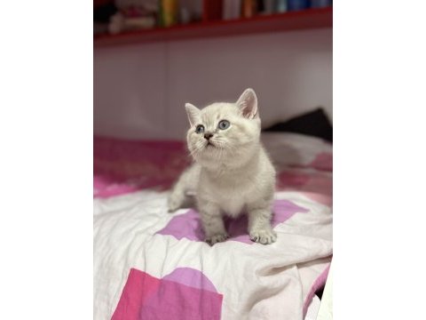 Lynx point british shorthair yavrular