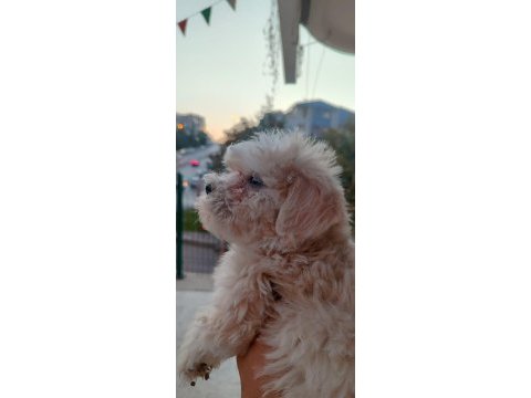 Dişi erkek güzellik abideleri maltese bebekler