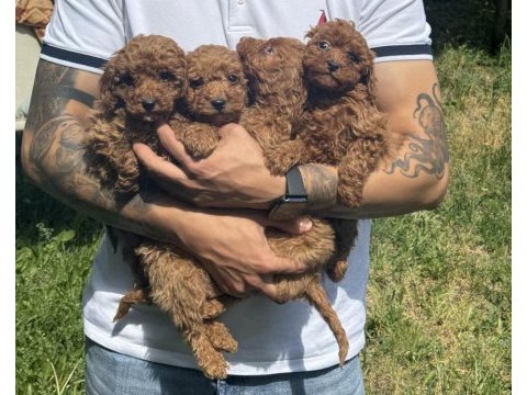 A kalite toy poodle yavruları