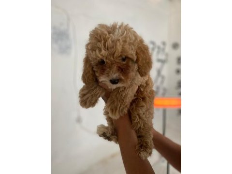 Maltipoo minik canlar orijinal ev doğumlu