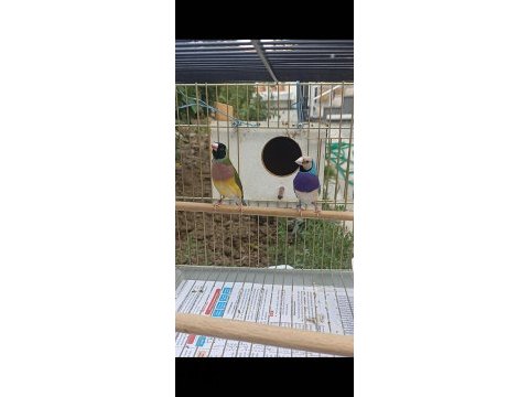 Gökkuşağı ispinoz kuşumuz