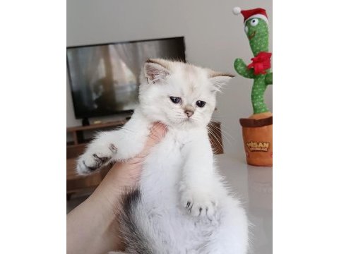 Safkan british shorthair yavrular