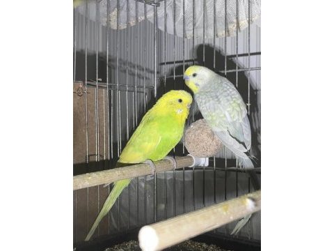Rainbow muhabbet kuşu takımları
