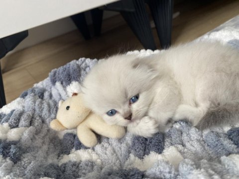 Scottish fold kaliteli dişi