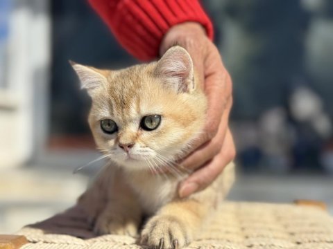 Show kalite golden british shorthair ve longhair yavrular