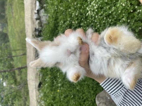 Hollanda lop ve aslanbaş melezi tatlış tavşanlar