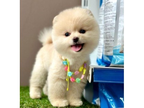 Safkan pomeranian boo yavrularımız