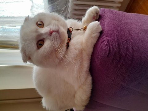 Scottish fold