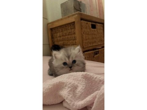 British longhair ayı surat dişi yavrular