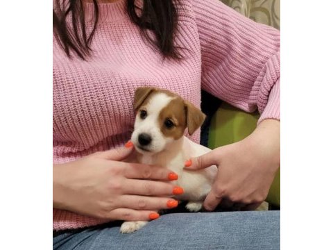 Jack russell bebek köpekler