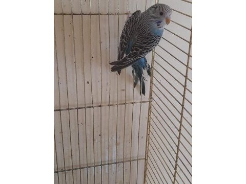 2 aylık genç maviş dişi muhabbet kuşu