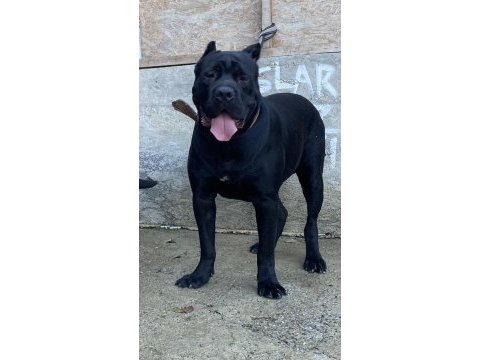 Cane corso yavrular