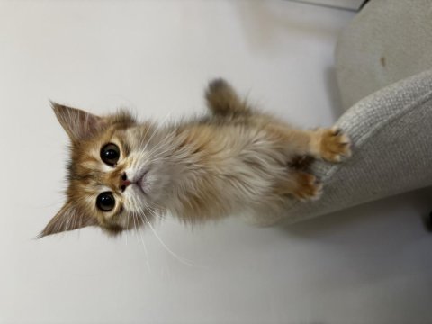 Mama karşılığı golden british longhair