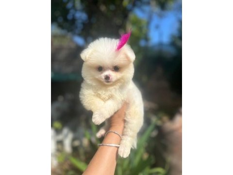 Tilki surat pomeranian boo yavrularım