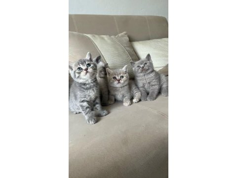 Balıkesir de 3 aylık yavru kedimiz