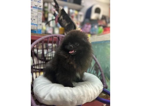 4 aylık dişi pomeranian boo yavrular