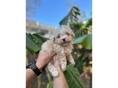 Antalya merkez maltipoo köpeğimiz