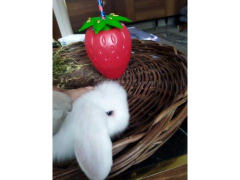Sevimli tavşan minikler