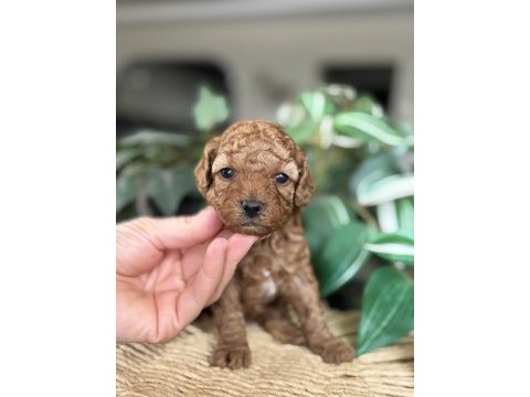 Birbirinden güzel toy poodle bebeklerimiz