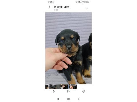 A plus kalite macar rottweiler yavrular