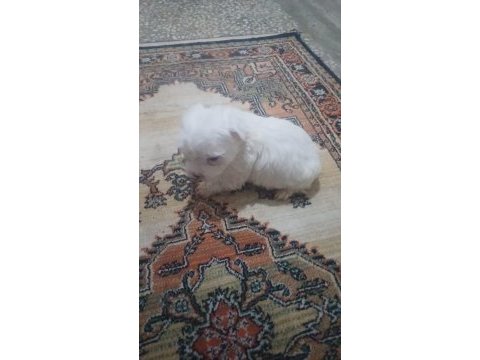 Sevimli bebek maltese