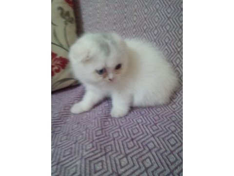 Scottish fold yavru