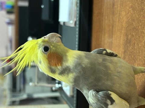 1 yaşında ele alışkın erkek sultan papağanı