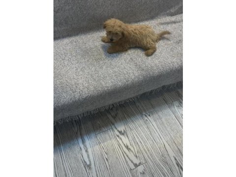Minik maltipoo yavruları