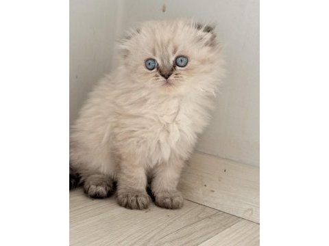 Sosyal british longhair kardeşler