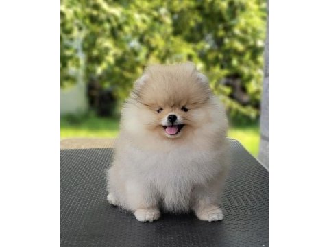 Mükemmel ayı surat boo pomeranian