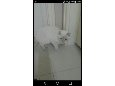 Scottish fold 8 aylık kedimiz