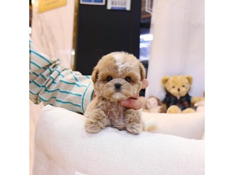 Fincan boy maltipoo bebeklerim kapıda ödemeli