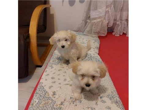Sevgi dolu morkie yavruları