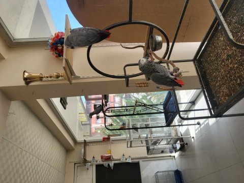 Yetişkin erkek jako papağanı
