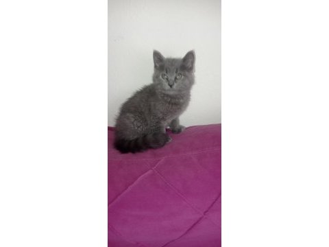 Blue british shorthair bebekler