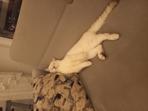British shorthair ns1133 kedimizi sahiplendirmek