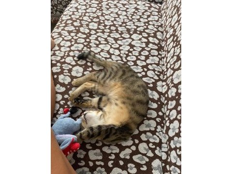 Oyuncu tuvalet eğitimli kediye ömürlük yuva (erkek)