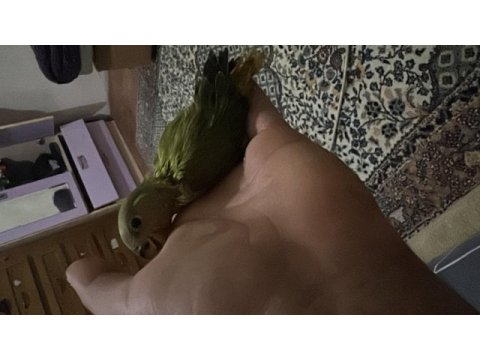 1 adet bebek konur papağanı kaldı