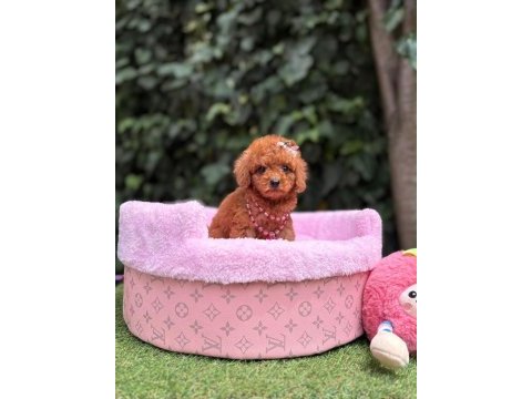 Orjinal toy poodle yavruları 