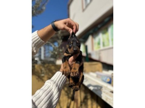 Şecereli babadan doberman king yavrular