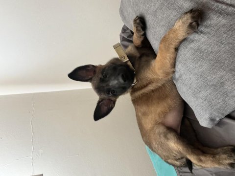 2 aylık safkan malinois