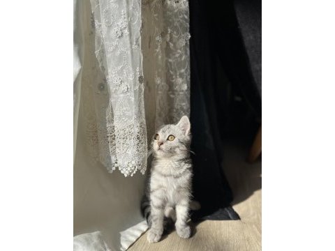 British shorthair 5 aylık kedim