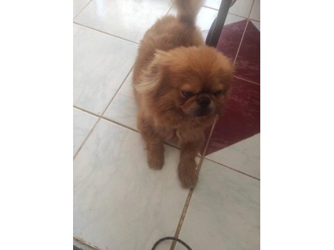 Acil sahiplendirmek istiyorum pekinez köpeğimi