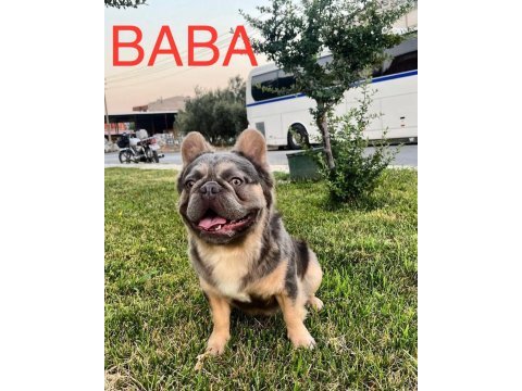 French bulldog lilac tan platinyum dişi mavi göz