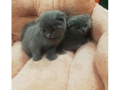 Scottish fold yavrular