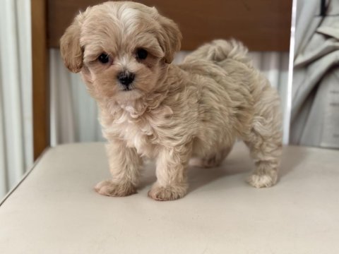 Ruhsatlı çiftlikde ziyarete açık tea cup kore maltipoo
